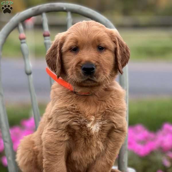 Sylvan, Golden Retriever Puppy